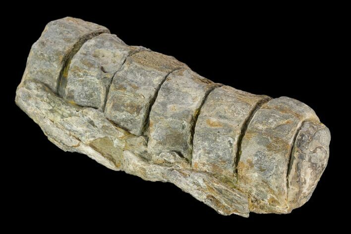 6.9" String of Ichthyosaurus Vertebrae - Whitby, England